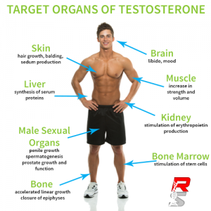 testosterone